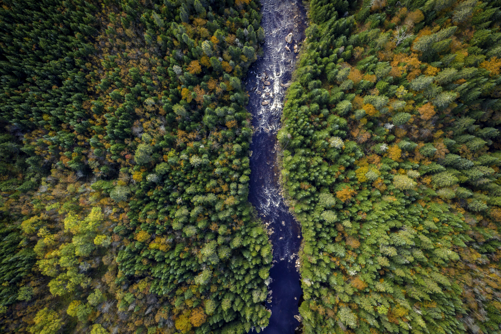 View of Boreal Forest Nature and River in Autumn Season, Quebec, Canada