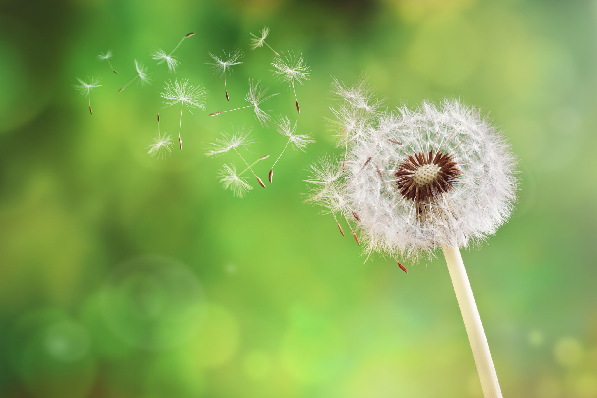 Dandelion seeds in the morning sunlight blowing away across a fresh green background